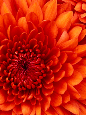 cover CV: Hà Thị Cẩm Tiên