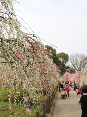 cover CV: Trần Văn Tuấn