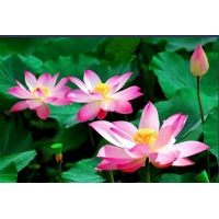 cover CV: Phạm Thanh Sơn