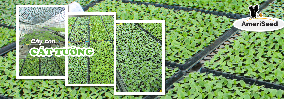 Công ty TNHH FlorAsia Việt Nam- AMERISEED