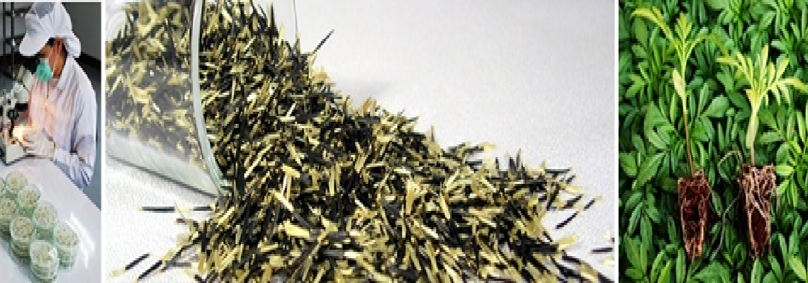 Công ty TNHH FlorAsia Việt Nam- AMERISEED