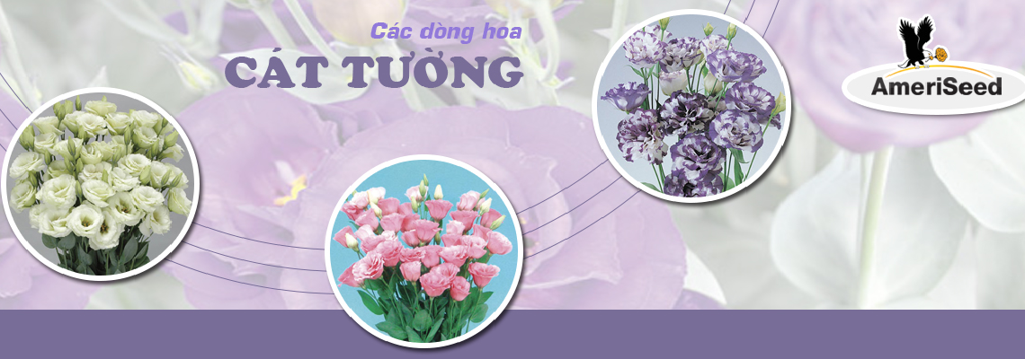 Công ty TNHH FlorAsia Việt Nam- AMERISEED
