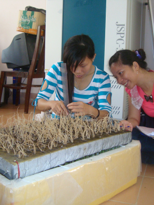 cover CV: Trần Thị Diễm Phượng