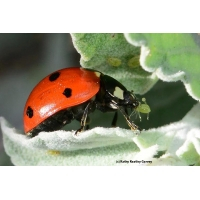 cover CV: Phạm Minh điền