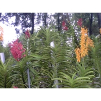 cover CV: HỒ KHẮC HUY