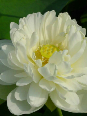 cover CV: ĐẶNG THỊ MINH NGUYỆT