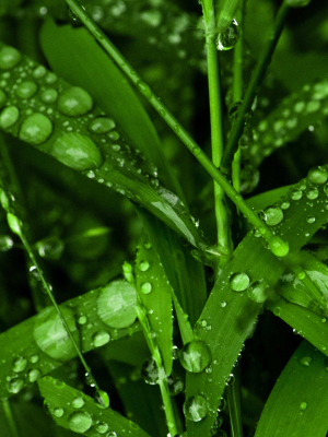 cover CV: Triệu Đức Kỳ