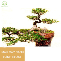 cover CV: Nguyễn Xuân Hanh