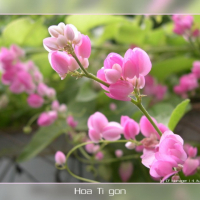 cover CV: Minh Thuỷ