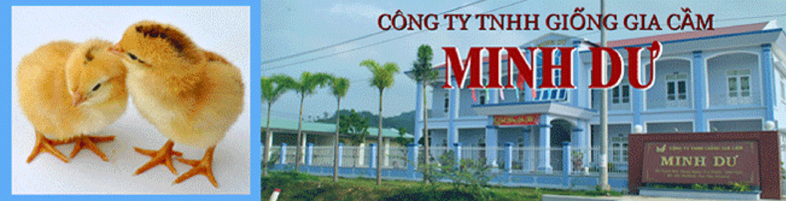 Công ty TNHH Giống gia cầm Minh Dư