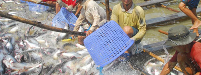 Ngành thủy sản Việt Nam phát triển cần nhiều kỹ sư giỏi